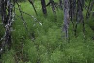 [Fern-y tundra-y area]