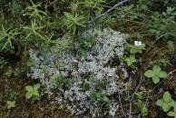 [Tundra lichen?]