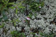 [Close-up of lichen]