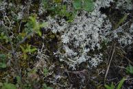 [Close-up of lichen]