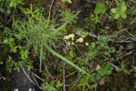 [Fungi-like, parasol moss]