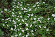 [White flowers]