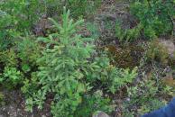 [Baby pine tree!]