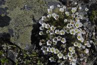 [Flowers on Eagle Summit]