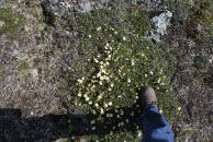 [Small flowers on Eagle Summit (with foot as reference)]