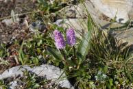 [Flowers on the trail]