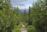 [Mt. Healy trail]