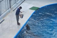 [Stellar Sea Lion eating fish]