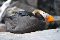 [Tufted Puffin]