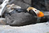 [Tufted Puffin]