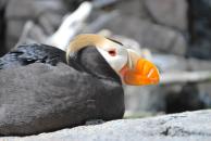 [Tufted Puffin]