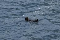 [Otter in Resurrection Bay]