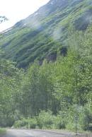 [Hillside near Exit Glacier]