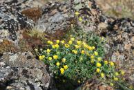 [Flowers on Flattop]