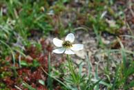 [Flowers on Flattop (close-up)]