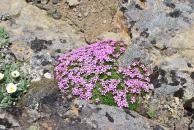 [White flower and fly, purple flowers, and lichen]