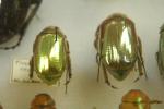 [Scarab beetles (shiny, golden bugs)]