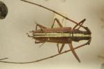 [Longhorned beetle]