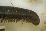 [Millipede]