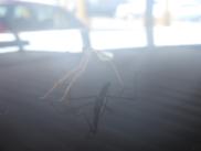 [Praying Mantis]