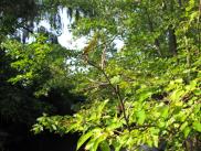 [Dragonfly on tree branch]