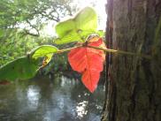 [Sun dappled red leaf]