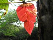 [Sun dappled red leaf]