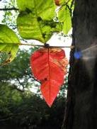 [Sun dappled red leaf]