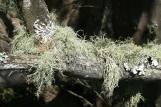 [Spanish Moss on a branch]