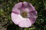 [Purple flower (closeup)]