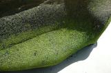 [Algae on rock on Stump Beach]