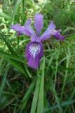 [Three horned purple flower (Douglas Iris)]