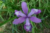 [Three horned purple flower (Douglas Iris)]