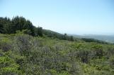 [Looking west on the Inverness Ridge Trail]