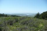 [Looking west on the Inverness Ridge Trail]