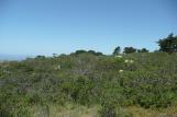 [Looking west on the Inverness Ridge Trail]