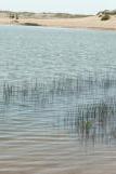 [Water and reeds, Abbotts Lagoon]