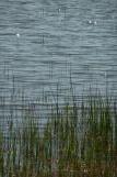 [Reeds and sparkling water, Abbotts Lagoon]