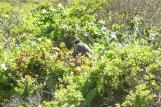 [California Quail in a bush by Abbotts Lagoon]