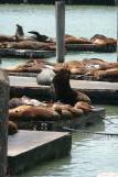 [Pier 39 Sea Lions]