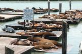 [Pier 39 Sea Lions]