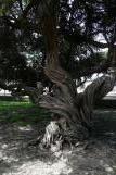 [Knarly tree in Fort Mason park, San Francisco]