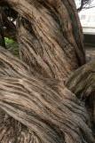 [Close up of knarly tree in Fort Mason park, San Francisco]