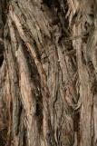 [Very close up of knarly tree in Fort Mason park, San Francisco]