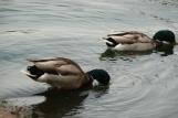 [Ducks in pond by the Palace of Fine Arts]