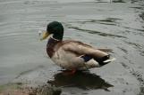 [Duck in pond by the Palace of Fine Arts]