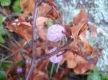 [A plant along the path]