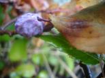 [A closeup of the plant]