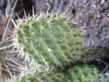 [Cactus close-up]