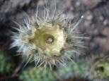 [Cactus close-up]